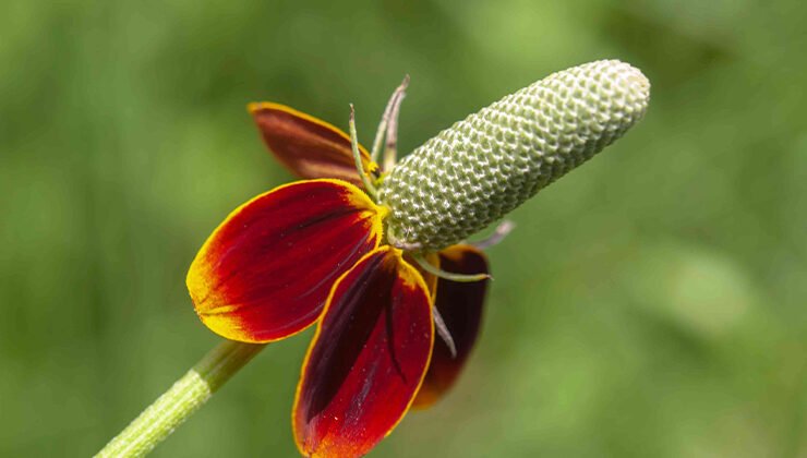 Growing and Caring for Mexican Hatflower (Prairie Coneflower)