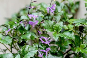Growing and Caring for 'Mona Lavender' Plectranthus