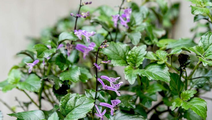 Growing and Caring for 'Mona Lavender' Plectranthus