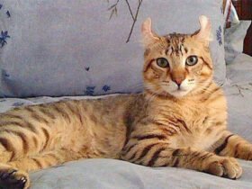 Highlander: profile, characteristics and care of the cat breed