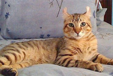 Highlander: profile, characteristics and care of the cat breed