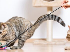 How much exercise do cats need
