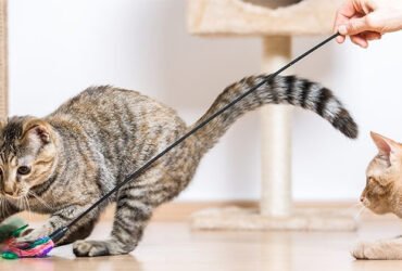How much exercise do cats need
