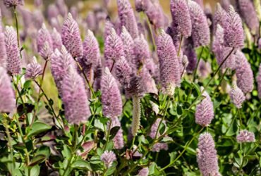 How to Grow Ptilotus