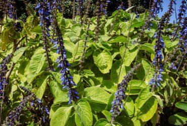 How to Grow and Care for Blue Spurflower