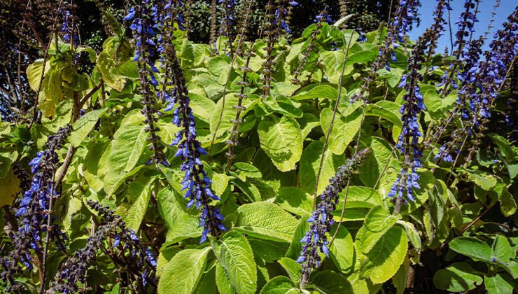 How to Grow and Care for Blue Spurflower