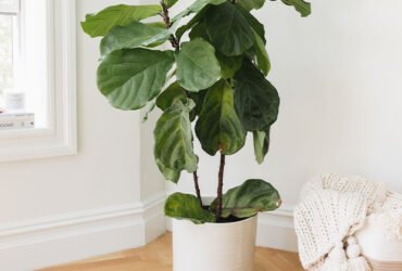 How to Grow and Care for Fiddle Leaf Figs
