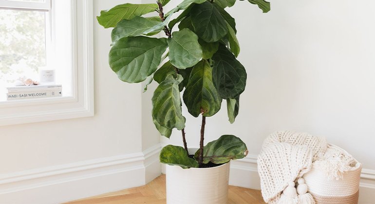 How to Grow and Care for Fiddle Leaf Figs