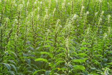 How to Grow and Care for Sesame Plants