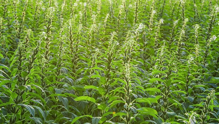 How to Grow and Care for Sesame Plants