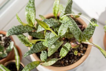How to Grow and Care for the Squill