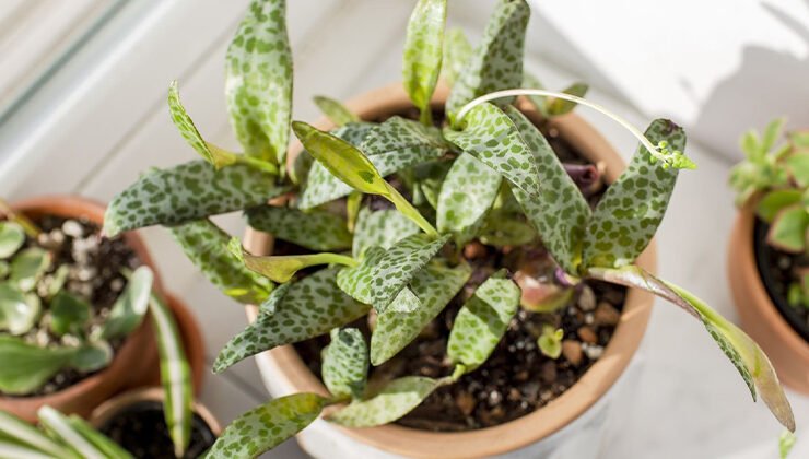 How to Grow and Care for the Squill