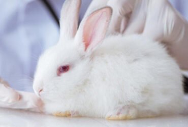 Illnesses in Rabbits