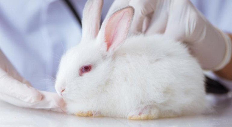 Illnesses in Rabbits