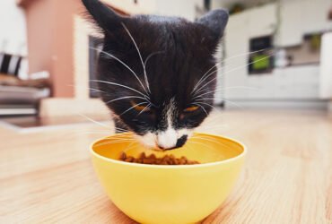Meat Byproducts in Cat Food
