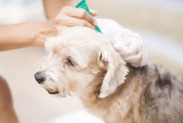 Safe Mosquito and Fly Repellent for Dogs