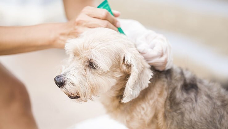 Safe Mosquito and Fly Repellent for Dogs