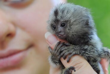 Should you keep a monkey as a pet?