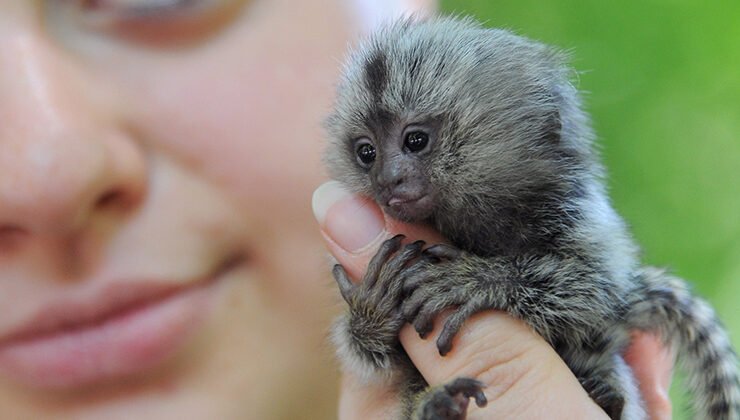 Should you keep a monkey as a pet?