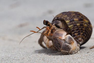Signs of Hermit Crab Molting