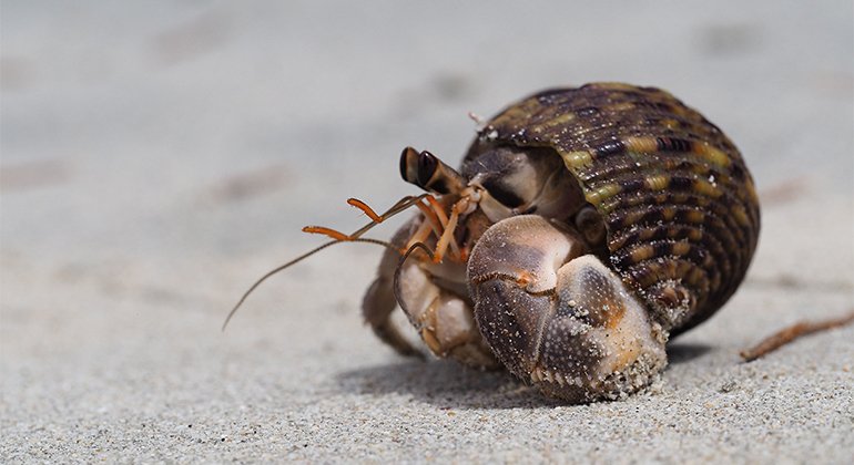 Signs of Hermit Crab Molting