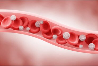 Veins Play a Key Role in the Body: Here's What It's All About