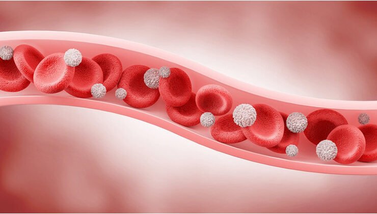 Veins Play a Key Role in the Body: Here's What It's All About