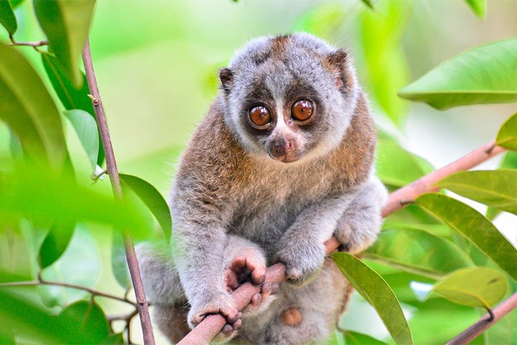Small pets are adorable, but some carry dangerous bacteria