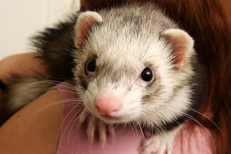 Small pets are adorable, but some carry dangerous bacteria