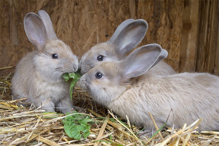 Illnesses in Rabbits