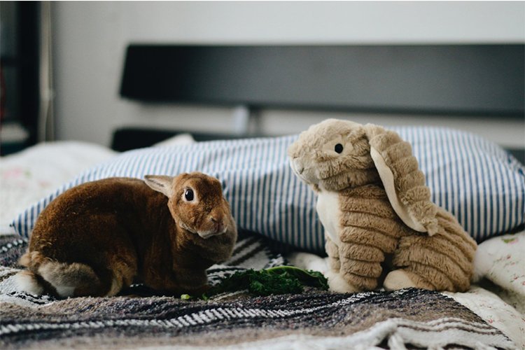 Illnesses in Rabbits