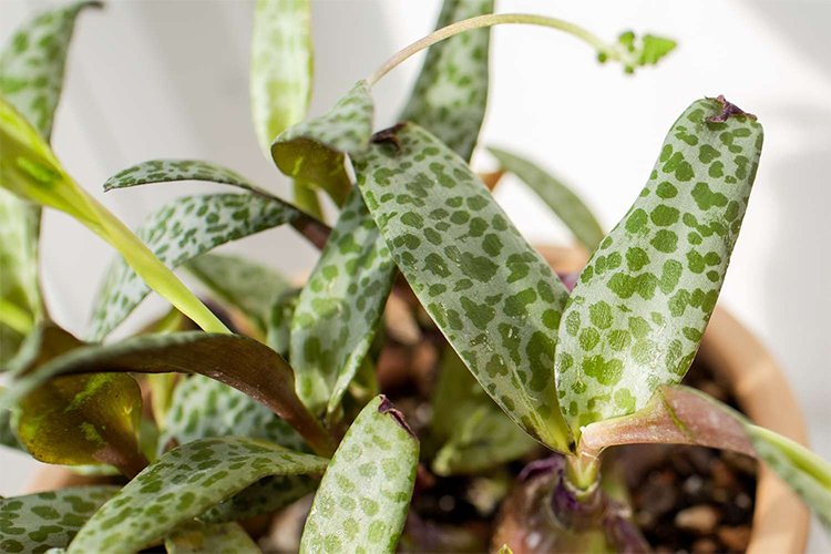 How to Grow and Care for the Squill