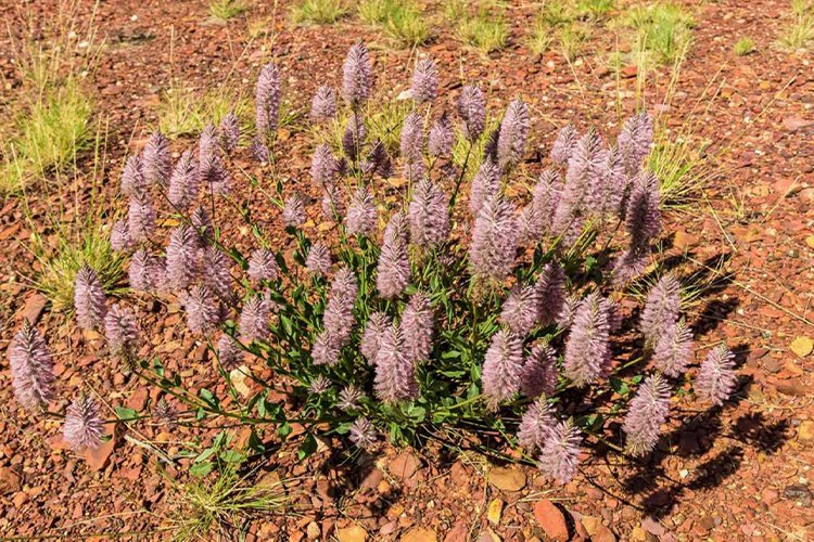 How to Grow Ptilotus